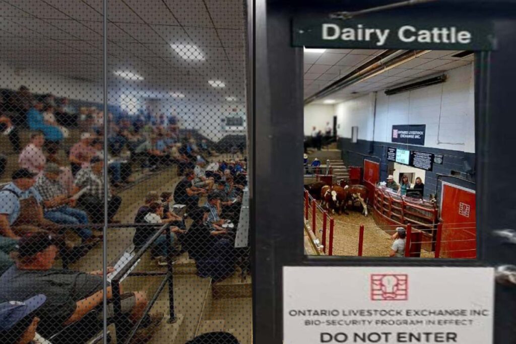 Livestock Auction Ring