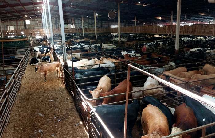livestock pens at farm auction